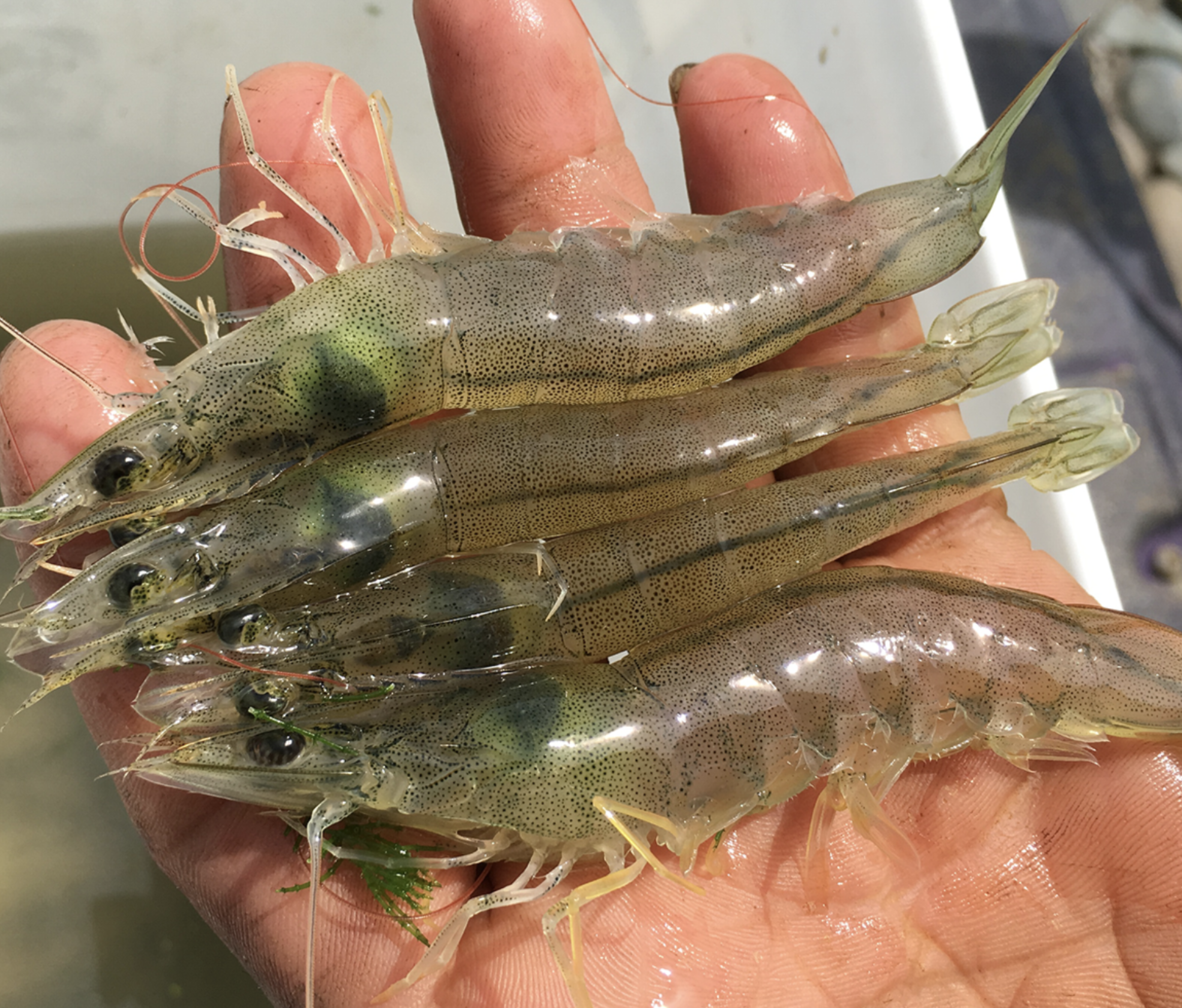 Cómo una dieta basada en plantas afecta la mejora genética y la eficiencia alimentaria del camarón blanco del Pacífico